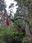 10VolcanoNP - 79 * Flowering tree